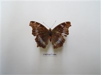 藏品(琉璃蛺蝶)的圖片